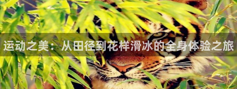 哈哈体育十年：运动之美：从田径到花样滑冰的全身体验之旅