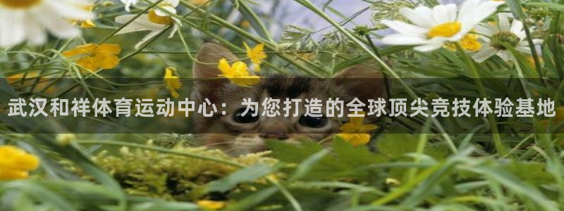 哈哈体育十年：武汉和祥体育运动中心：为您打造的全球顶尖竞技体验基地